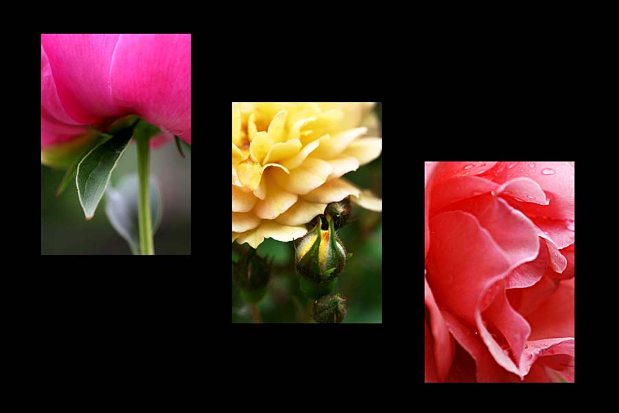 https://casabellaproductions.com/ringling-rose-garden-3